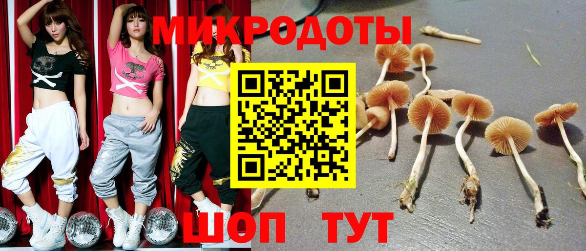 Галлюциногенные грибы Psilocybine cubensis Бугульма
